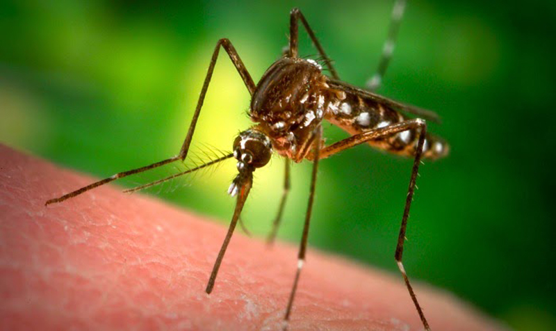 Cartagena pide colaboración para controlar el mosquito tigre y atajar su proliferación