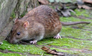 rata