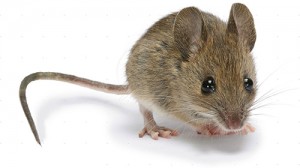 Control de plagas de roedores en Barcelona