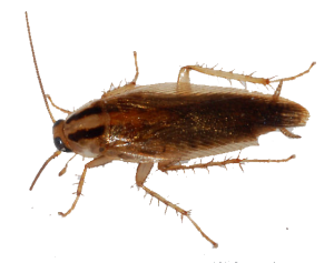 control de plagas de cucarachas en Sant Adrià del Besòs