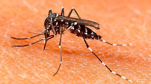 Como prevenir las picaduras de mosquitos en bebés