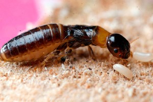 termita