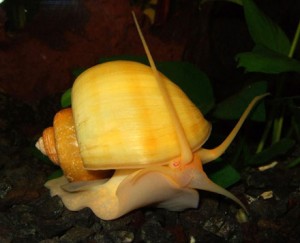 caracol manzana