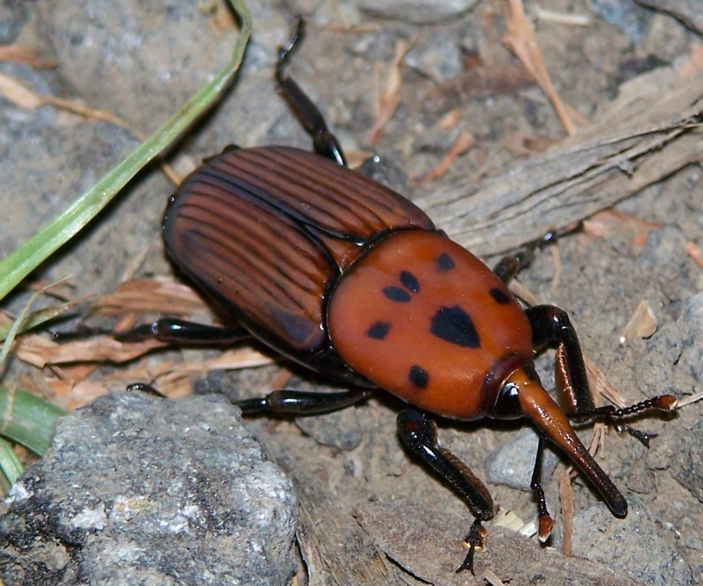 picudo rojo