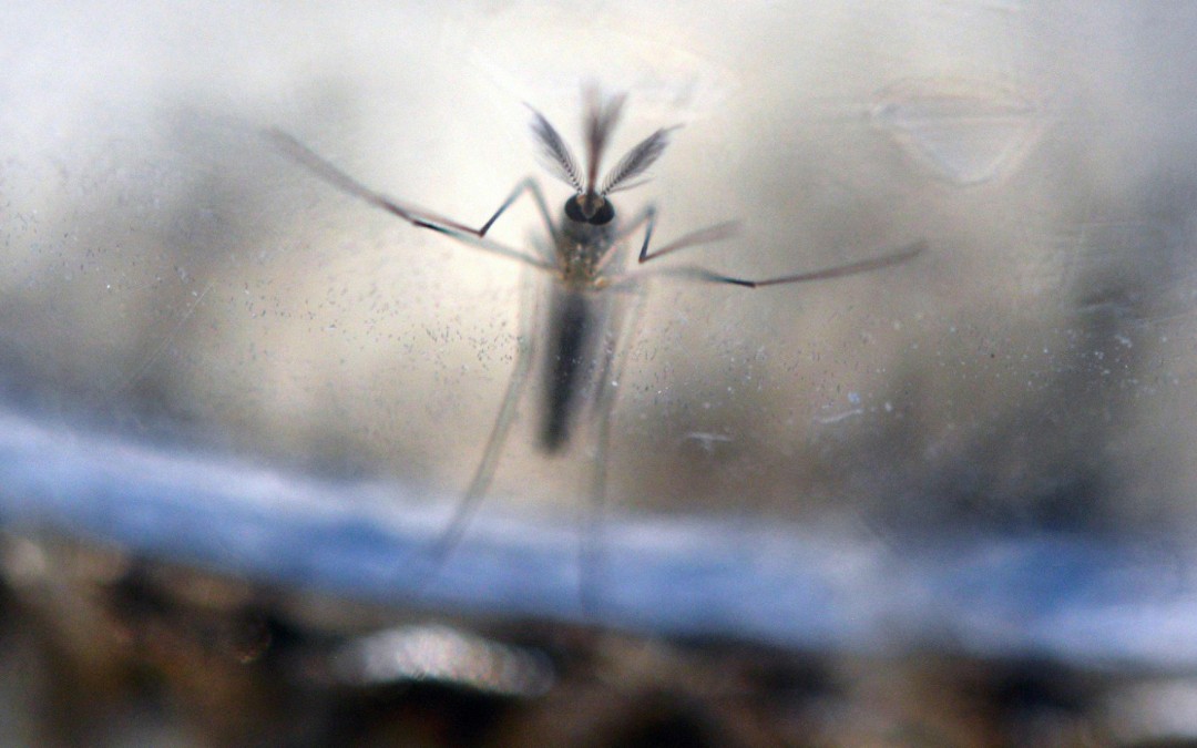 Controlar los mosquitos para detener el zika