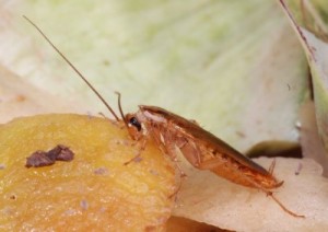blatella germanica