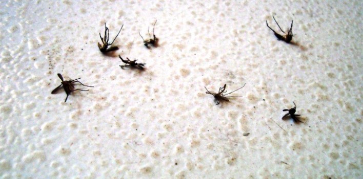 Una plaga de mosquitos obliga a trasladar una guardería de Alcobendas