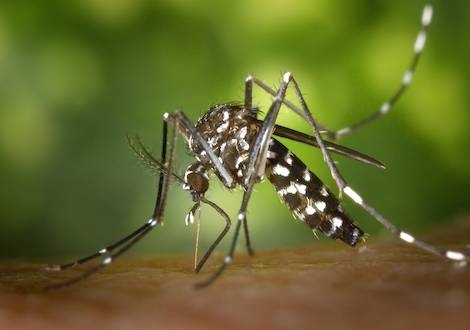 Primeros casos diagnosticados de bebés con microcefalia por zika en Tailandia