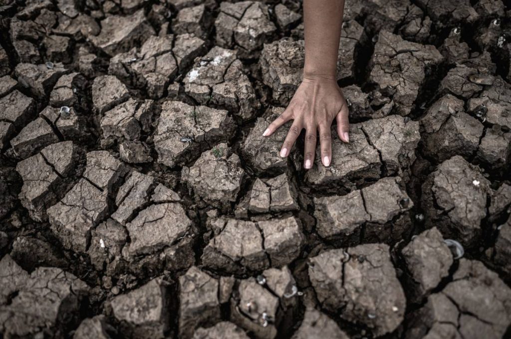 Aumento de las plagas en Barcelona debido al cambio climático