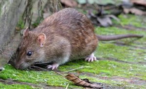 Control de plagas de roedores en Barcelona
