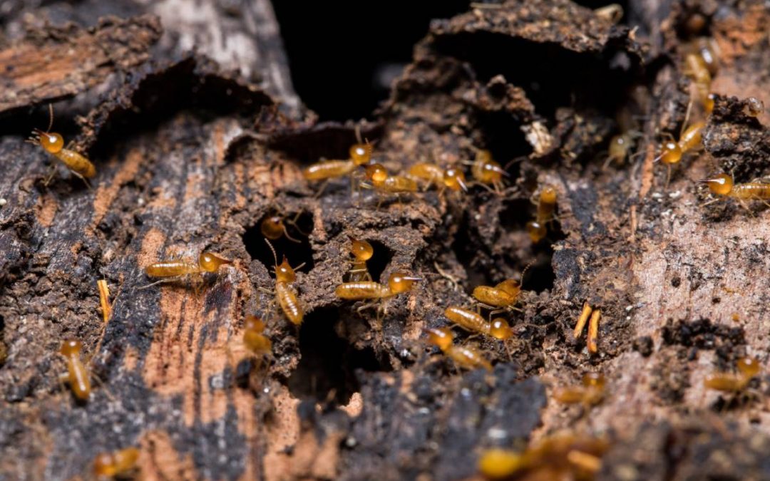 Qué hacer frente a una plaga de termitas