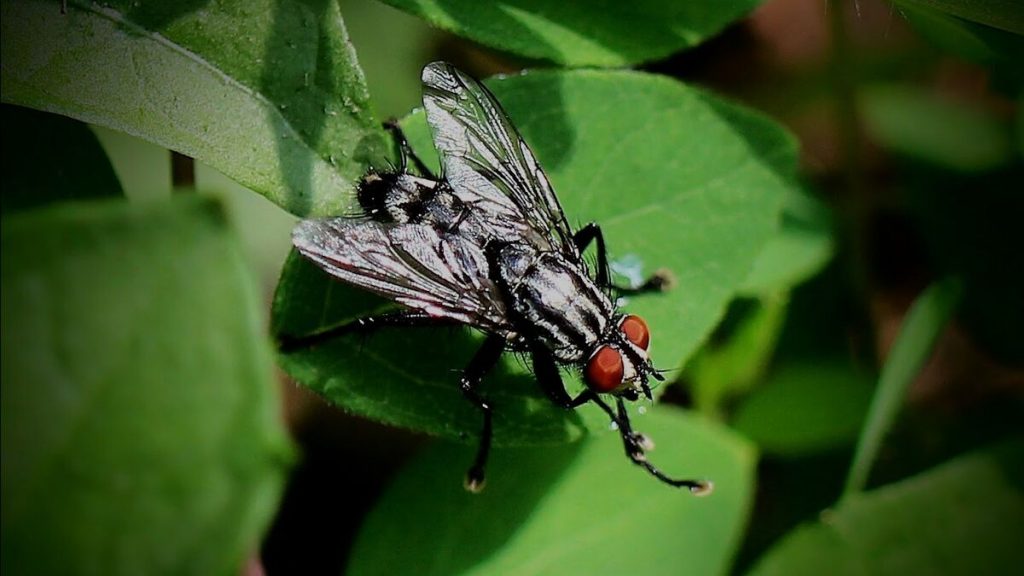 ¿Por qué hay alerta por la mosca negra en España?