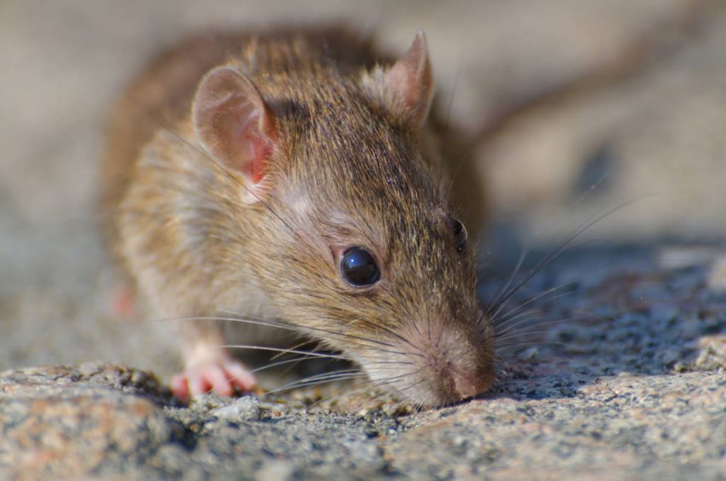 Aumento descontrolado de plaga de ratas en España
